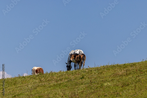Österreich Pferd