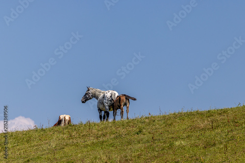 Österreich Pferd