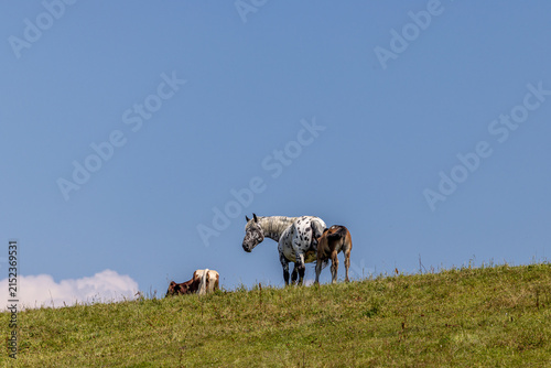 Österreich Pferd