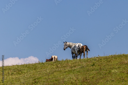 Österreich Pferd