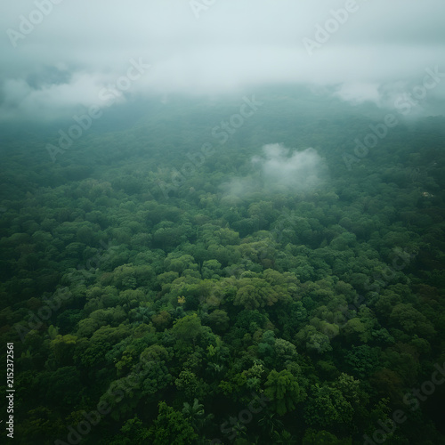 Aerial View of Vast Tropical Rainforest and Mountain Landscape Covered in Soft Morning Mist