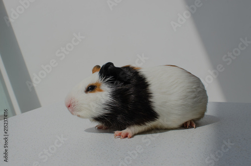 Obraz na płótnie Featured cuteness! Guinea pig as the protagonist, symbolizing the essential care of these charming animals
