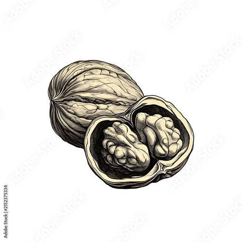 Vintage walnut clipart showing a whole walnut beside a halved nut with its detailed kernel exposed. Warm brown and beige tones in antique botanical style for harvest, food packaging and rustic designs