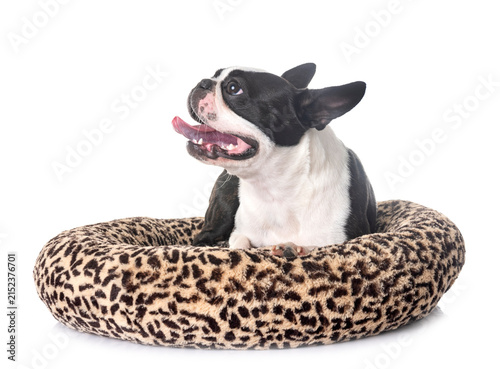 Fotografie boston terrier in studio