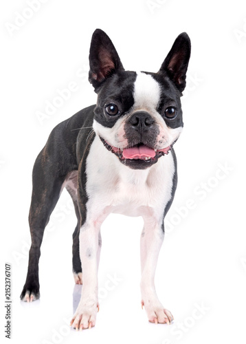 Bild auf Leinwand boston terrier in studio