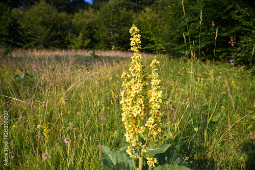 Verbascum mountain flower blooming in a green grass field. Wild mullein flowers growing in a sunny meadow.