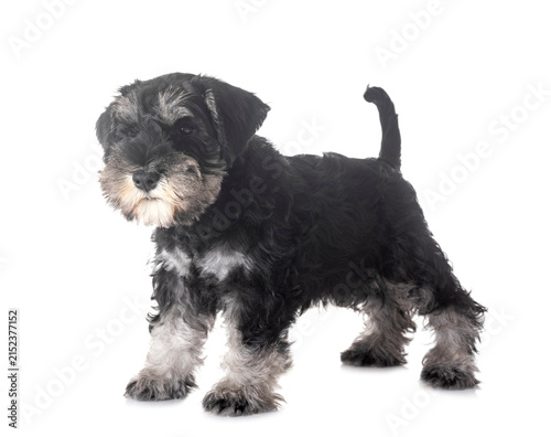 Obraz na plátně puppy miniature schnauzer