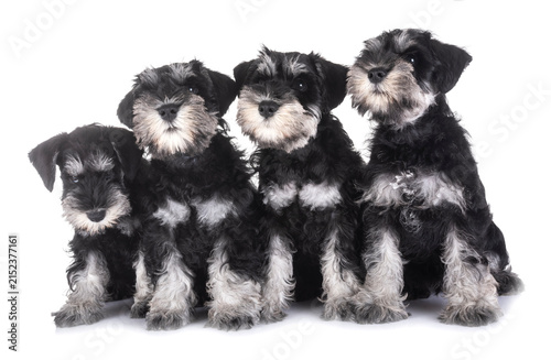 Obraz na plátně puppies miniature schnauzer