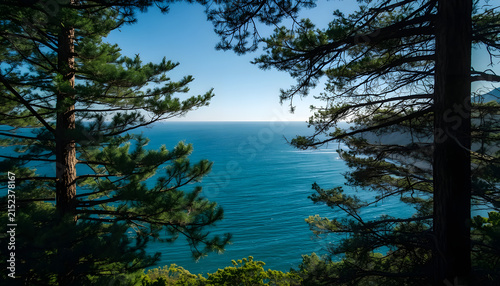 Peaceful Blue Ocean View Framed by Dark Green Coastal Tree Branches and Clear Horizon, Serene Seaside Landscape