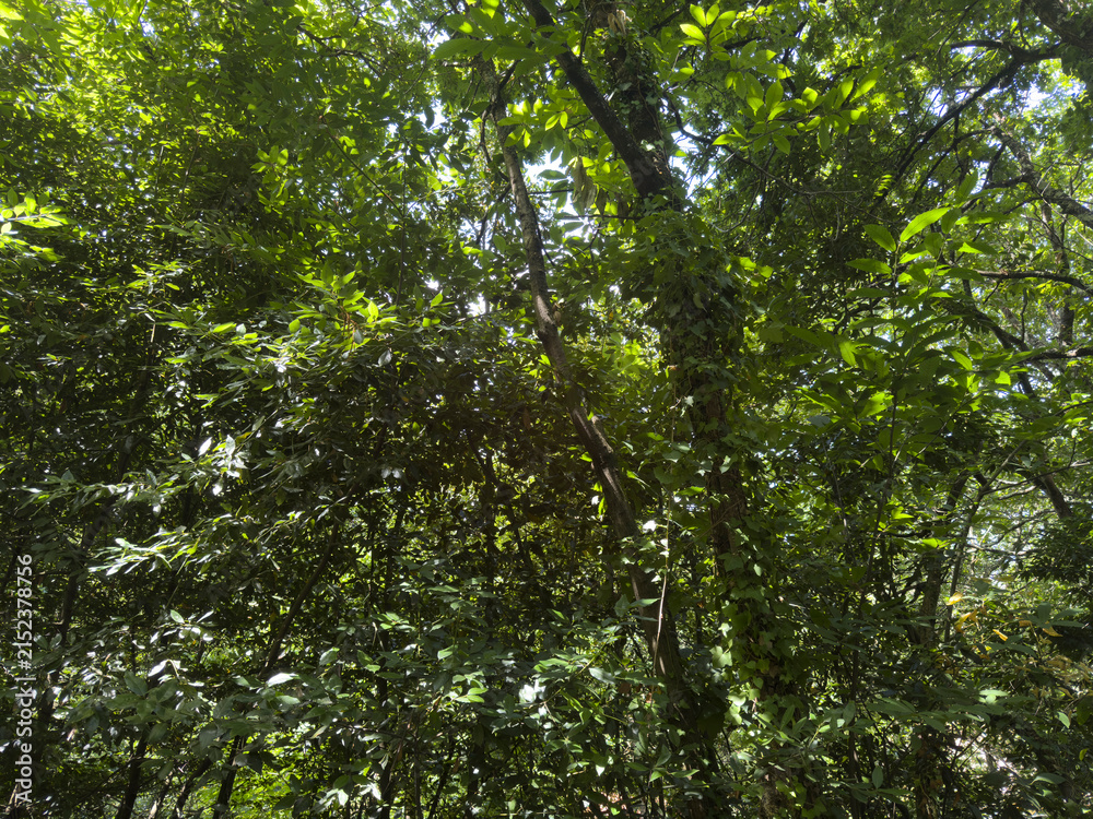 Fototapeta premium green leaves in the forest