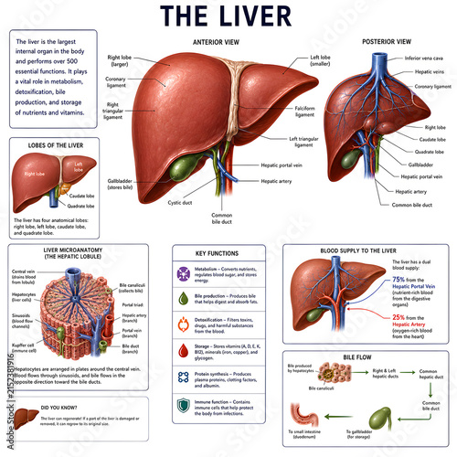 Comprehensive educational diagram of human liver anatomy and functions with anatomy study