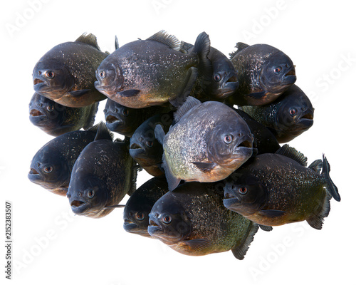 Cluster of piranha fish isolated on transparent background png cutout
