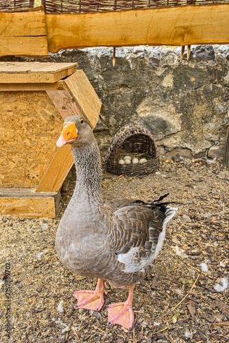Canvastavla Full body shot of a grey domestic goose (Anser anser domesticus) standing in a poultry farm enclosure with a wooden coop and a wicker nest full of eggs in the background