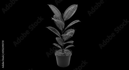 Rubber plant in a pot