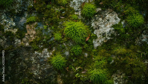 Lush Green Moss Growing on Natural Forest Surface, Detailed Organic Woodland Texture with Fresh Botanical Tones
