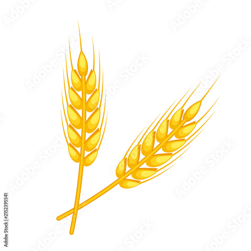Wheat ears. Color vector illustration in cartoon style. PNG with transparent background.