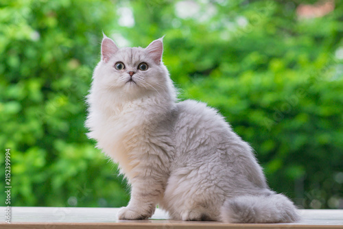 Elegant fluffy silver cat sitting on wooden floor looking up with green nature bokeh background.