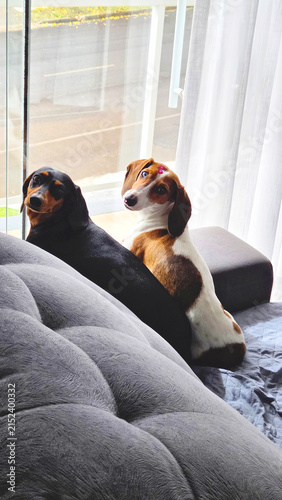 cachorro fofo da raça duchshund em casa 
