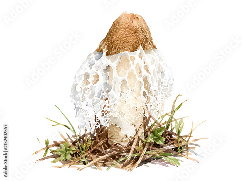 Watercolor illustration of a wild white shaggy mushroom growing among grass and dry vegetation, isolated on a clean white background, botanical nature artwork with delicate textures HD