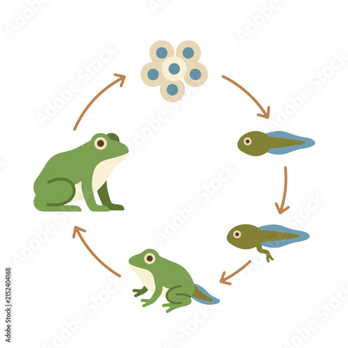 Life Cycle Diagram of a Frog Flat Vector Illustration