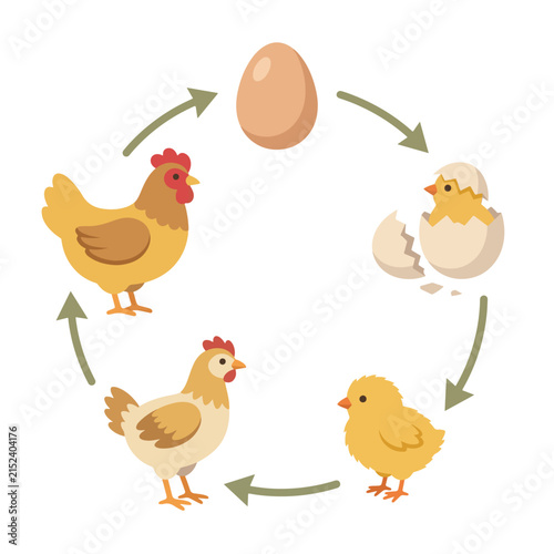 Life Cycle Diagram of a Chicken Flat Vector Illustration