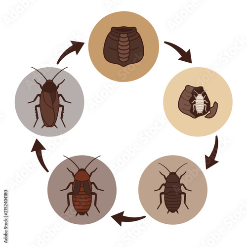 Cockroach Life Cycle Metamorphosis Diagram Vector Illustration