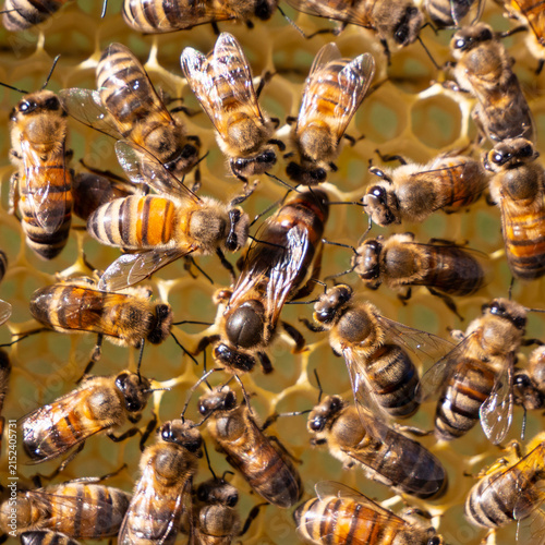 Картината върху платно Beginning of work of the young queen bee