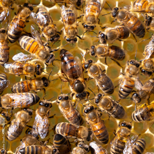 Фотография Beginning of work of the young queen bee
