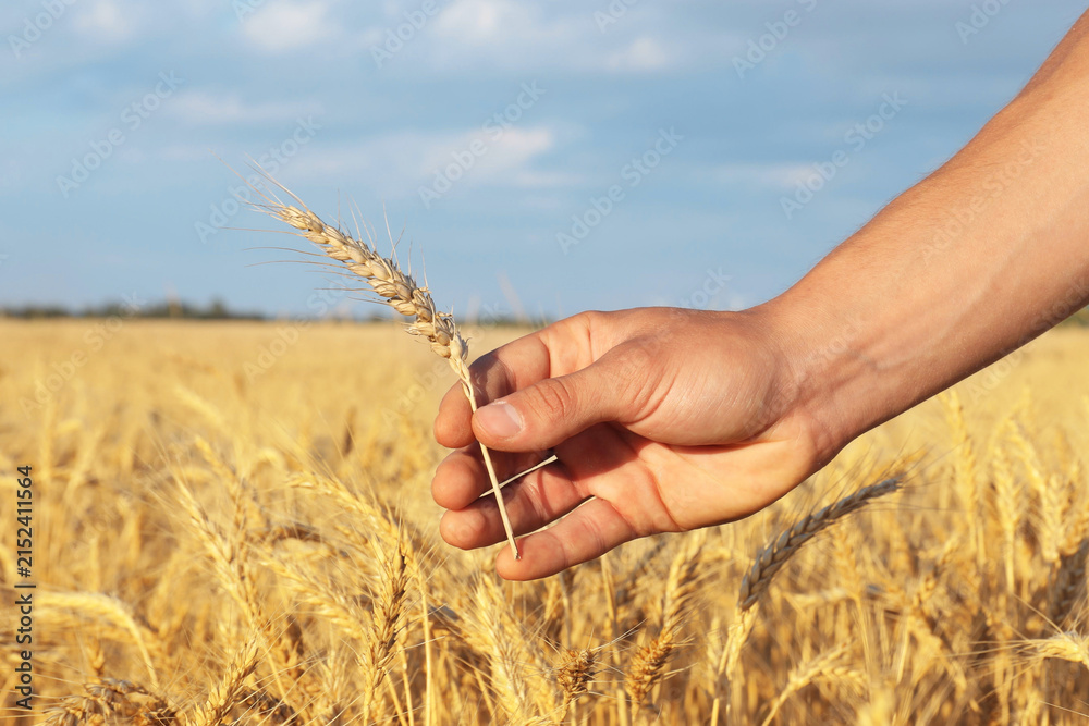 Obraz premium Man holding wheat spike in field, closeup. Space for text