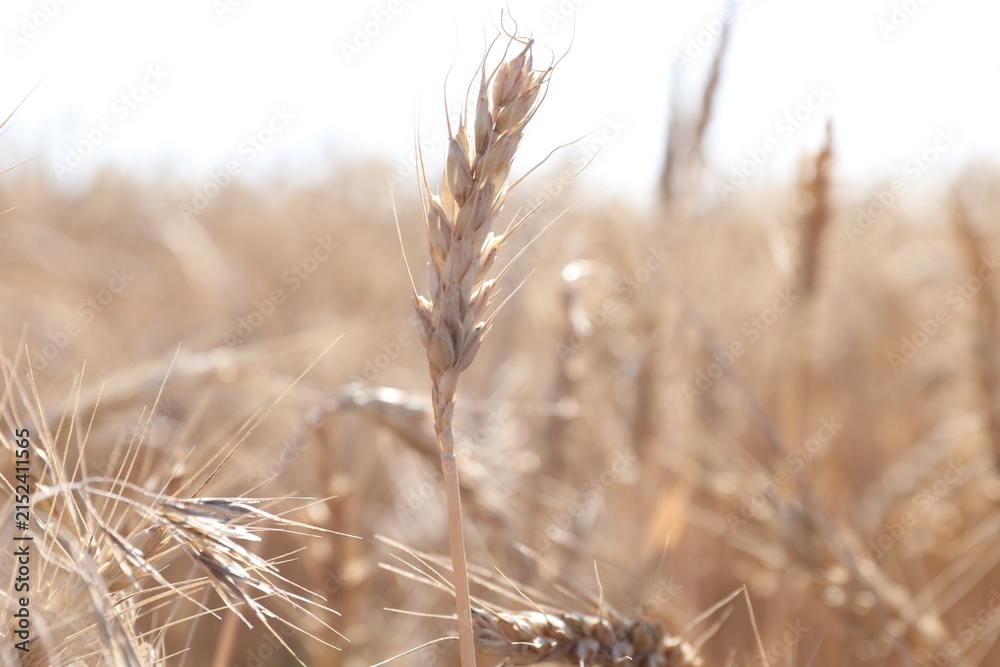 Obraz premium Golden wheat spikes growing in field on sunny day, closeup