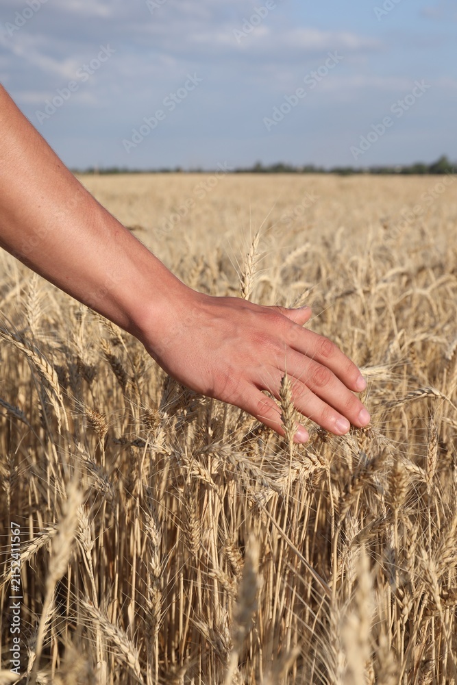 Fototapeta premium Man touching ripening wheat spikes in field, closeup
