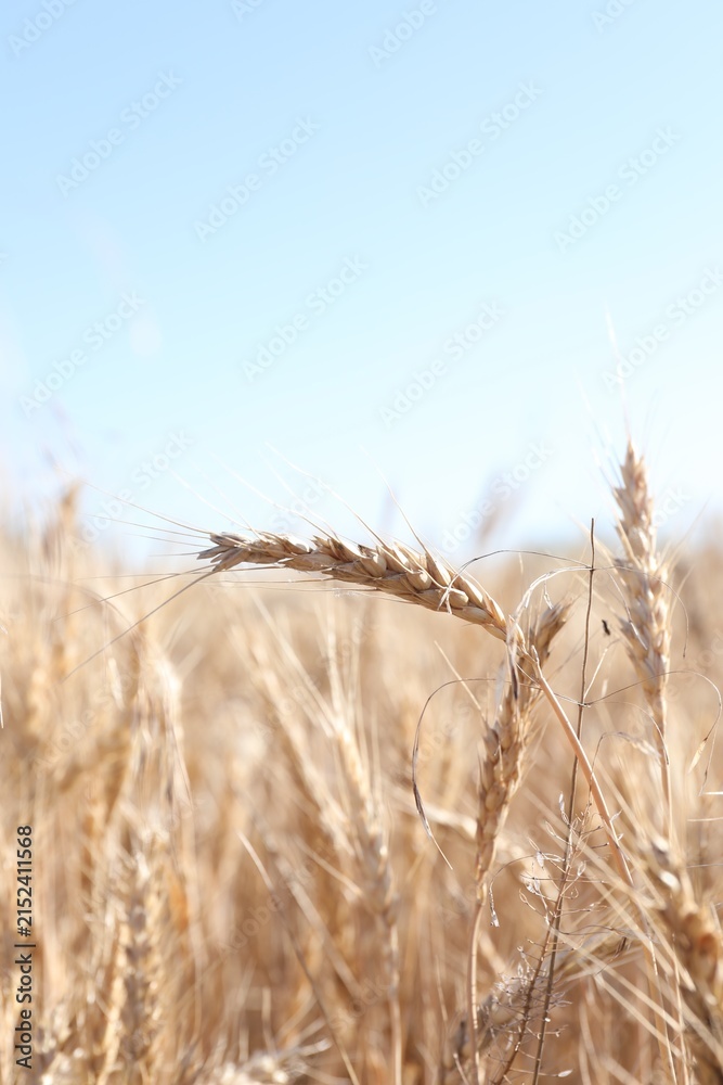 Obraz premium Golden wheat spikes growing in field on sunny day, closeup