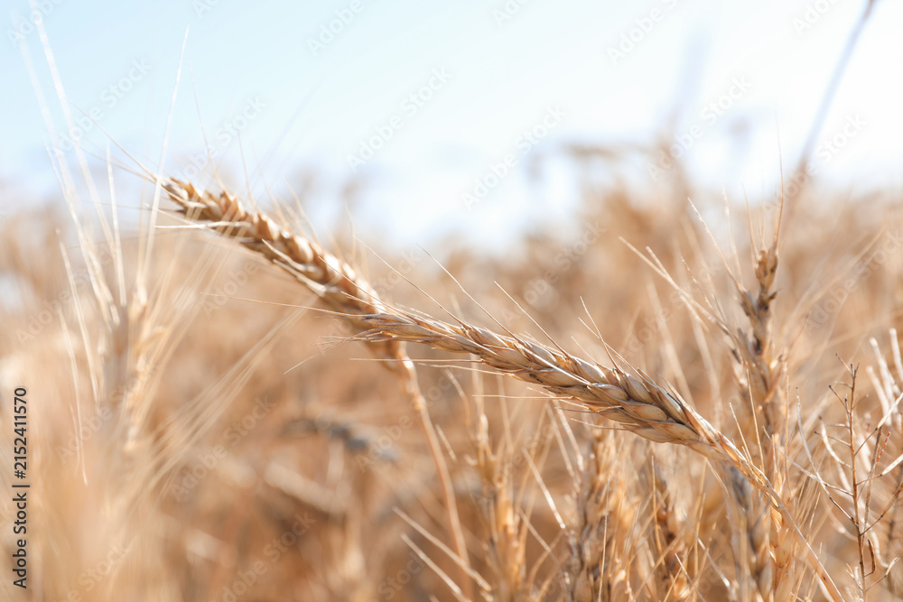 Obraz premium Golden wheat spikes growing in field on sunny day, closeup