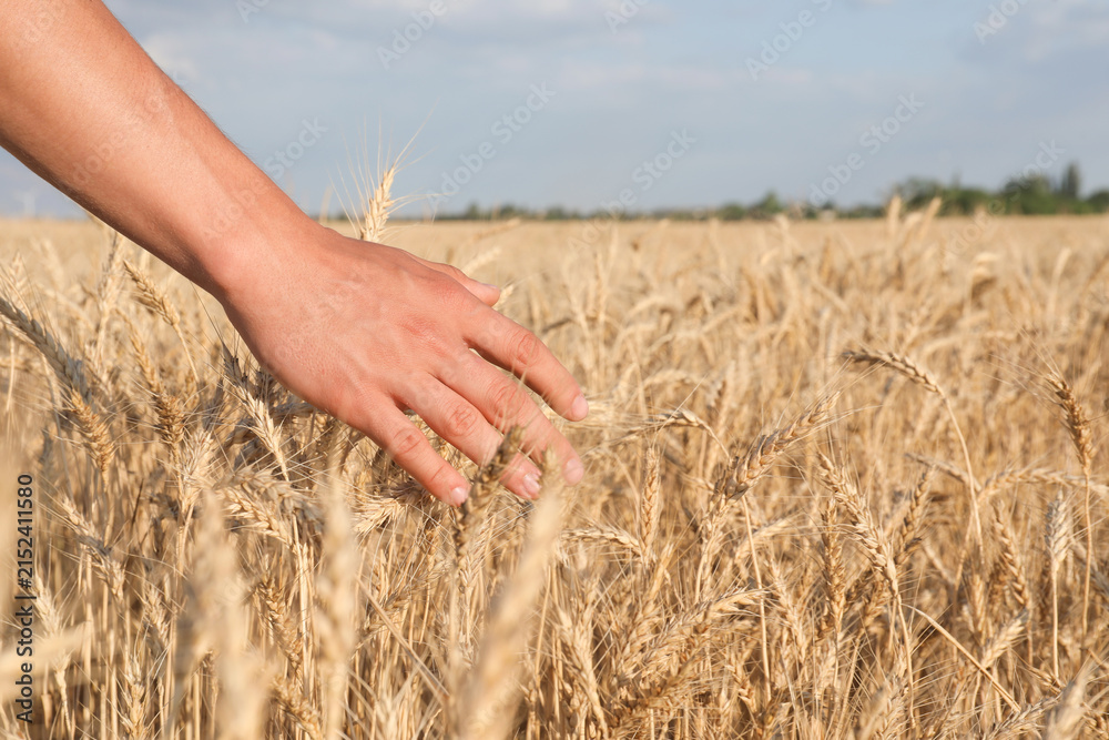 Obraz premium Man touching ripening wheat spikes in field, closeup. Space for text