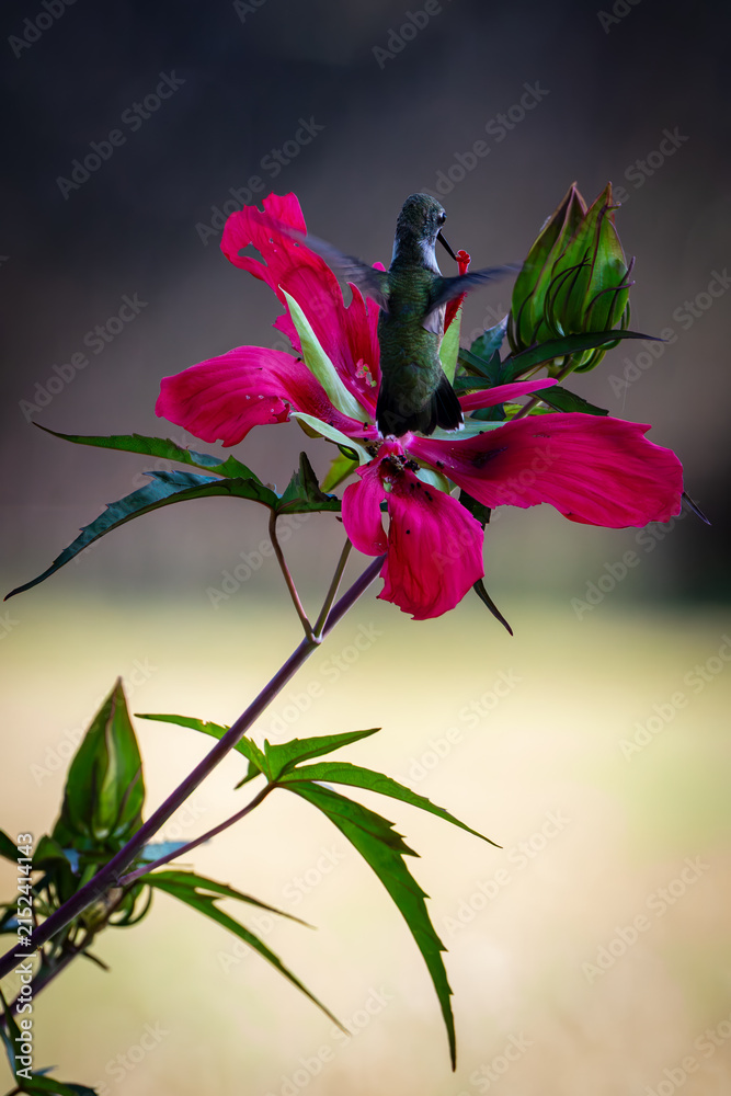 Fototapeta premium Hummingbird feeding on a flower