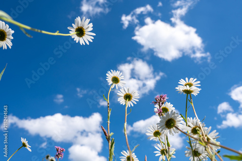 Oxeye daisies viewed from below, looking up at the  sky.