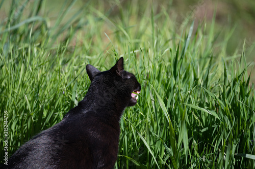 A cat eating green grass