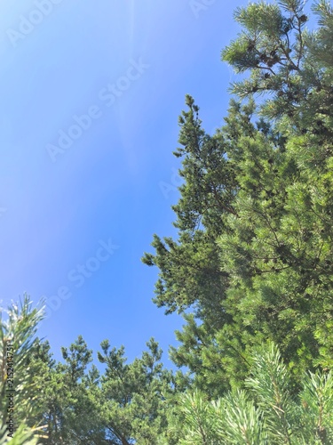 Bild auf Leinwand Pine tree branches against clear blue sky low angle view, minimalist nature back