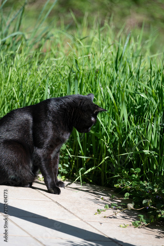 A black cat sits on a terrace in front of green grass.