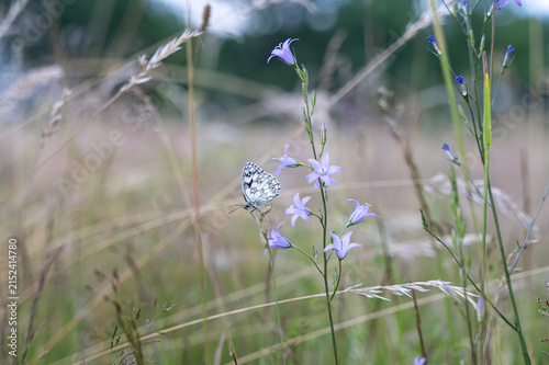 A marbled White butterfly on a flower