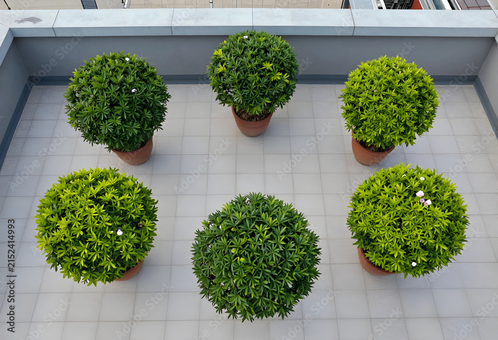 Obraz premium Six potted green plants on a tiled rooftop terrace, top-down view of urban gardening and outdoor living space, the plants feature dense foliage and some small white and pink flowers