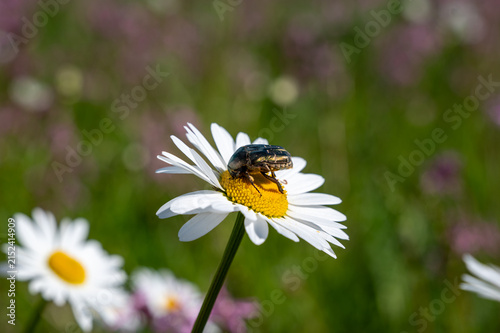 A large beetle on a flower