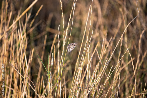 Checkered butterfly on a plant