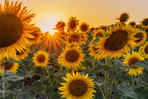 Field of blooming sunflowers under a bright golden sunset with glowing sunbeams.