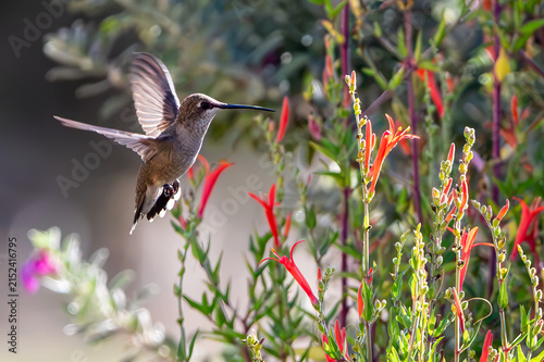 Hummingbird feeding on a flower
