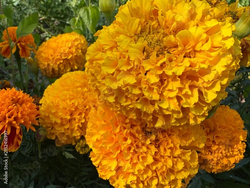 Vibrant yellow and orange marigold flowers blooming in a sunny garden