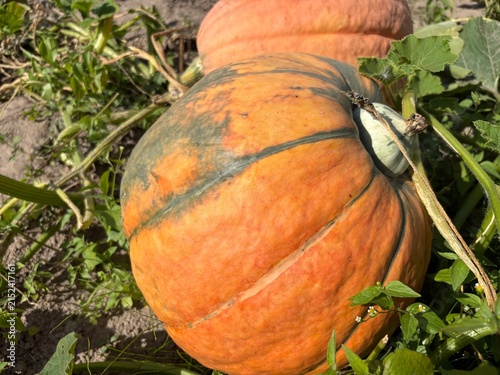 A large ripe orange and green striped pumpkin growing in a sunny garden field