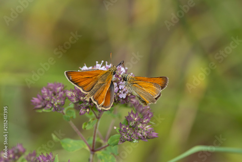 Bild auf Leinwand european skipper or black-winged brown club-winged grass moth (thymelicus lineol