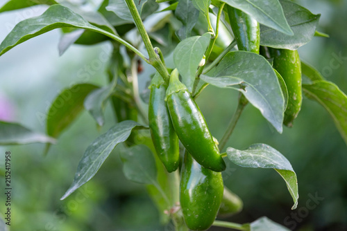 Ripe green jalapeno hot peppers hanging on a plant branch surrounded by leaves in a garden. Homegrown organic vegetable cultivation, agriculture and summer harvest season concept.