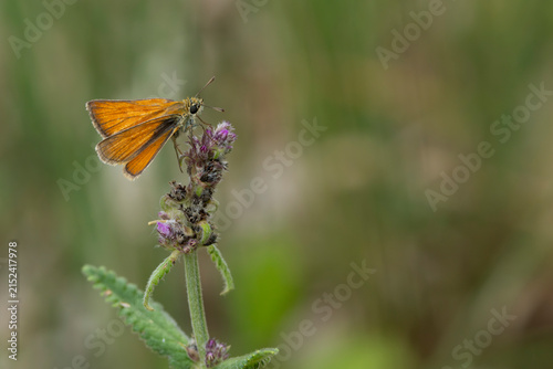Fotografie european skipper or black-winged brown club-winged grass moth (thymelicus lineol